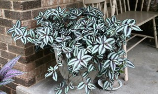 盆栽紫油木叶怎么养(紫叶花怎么养)