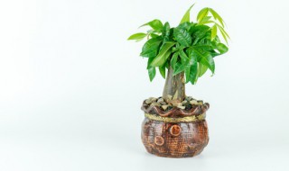 盆栽枯萎了怎么办 种的盆栽枯了怎么办