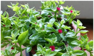 三七怎么种植花盆栽（三七怎么种植花盆栽插苗）