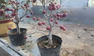 盆栽果树怎么矮化（盆栽果树怎样矮化）