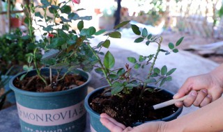 盆栽怎么松土 盆栽如何松土