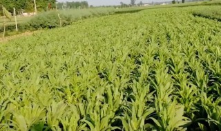 贡菜怎么种植（贡菜怎样种植）