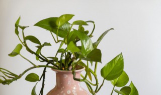 绿箩怎么养叶子垂的长 绿萝叶子能长多大