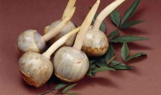 茨菇怎么种植 茨菇怎么种植产量高