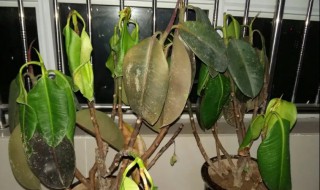 橡皮树黄叶子怎么回事 橡皮树黄叶子是怎么回事