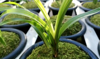 兰草叶子发黄怎么处理 兰草的叶子发黄是怎么回事