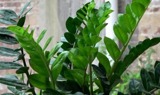 金钱树叶子卷曲怎么办（金钱树叶子卷曲的原因和解决办法）