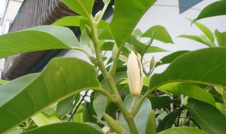 黄桷兰叶子发黄怎么办（黄桷兰树老叶子发黄）