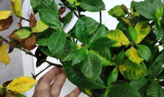 桅孑花叶子黄了怎么办（桅子花出现好多黄叶怎么办）