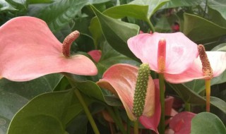 红掌花干枯是怎么回事 红掌开花就干枯了