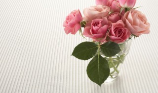 怎么养玫瑰花不容易枯萎(玫瑰盆花怎么养才不会枯萎)