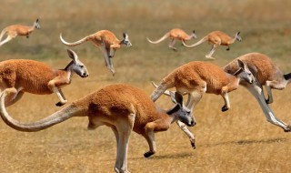 袋鼠是哺乳动物吗 袋鼠是属于哺乳动物吗