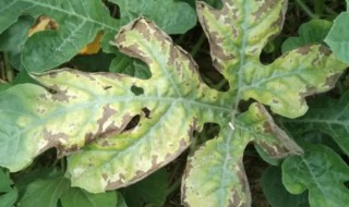 西瓜蔓枯病怎么办最好（西甜瓜蔓枯病怎么防治）