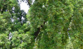 元宝树叶子干枯怎么治（元宝树掉叶子怎样治）