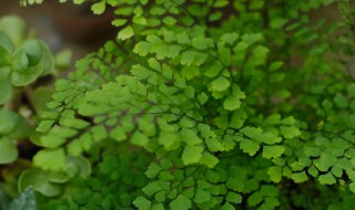 铁线蕨叶子干枯怎么办 铁线蕨的叶子干了怎么办