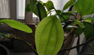 平安树叶尖干枯是怎么回事 平安树叶尖枯萎