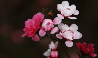 松红梅叶子干枯怎么办 松红梅叶子发干怎么办