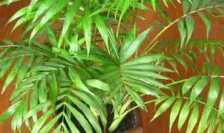 夏威夷竹叶子干枯发黄怎么办 夏威夷竹夏天叶子都发黄变色是怎么一回事?