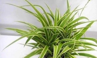 吊兰的叶子枯萎了怎么回事 吊兰突然间都枯萎是什么原因