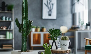 猫眼竹芋叶片发黄干枯怎么办 猫眼竹芋叶子黄了怎么办