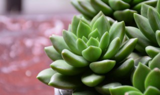 多肉叶片干枯怎么回事 多肉叶出现干枯怎么办