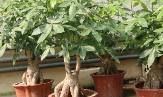 发财树叶子枯了怎么办 大的发财树叶子枯了怎么办