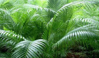 散尾葵适合在室内养吗（散尾葵适合在室外养吗）