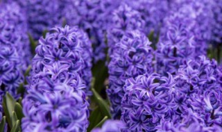 风信子适合在室内养吗（风信子适合室内养吗?）