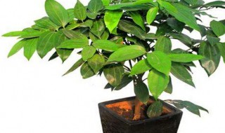 平安树叶尖干枯是啥病（平安树干尖枯叶怎么处理）