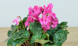 仙客兰怎么养殖叶子枯萎怎么办 花卉仙客来叶子发黄怎么办