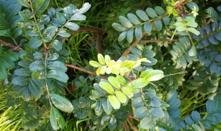 清香木适合在室内养吗（清香木养在家里好不好）