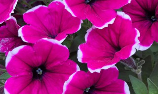 矮牵牛适合在室内养吗（矮牵牛可以室内养吗）