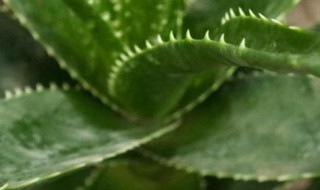 芦荟适合在北方室内养吗好过冬吗（芦荟在北方冬天能在室外种植）