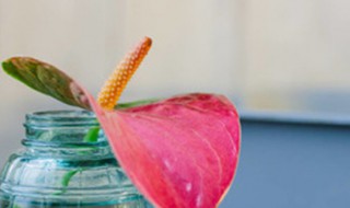 红掌适合在室内养吗（红掌适合在室内养吗有毒吗?）