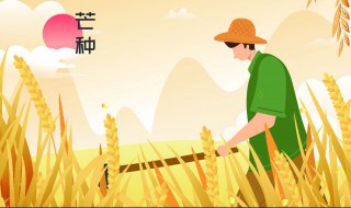 芒种是什么作物成熟的季节（芒种的时候种什么作物）