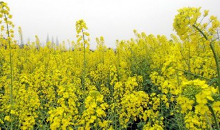 油菜花季节是什么时候 油菜花是什么季节开的几月份
