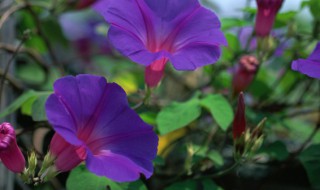 牵牛花一般几月份开花（牵牛花一般在几月份开花）