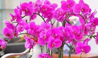 蝴蝶兰什么时候开花季节（蝴蝶兰什么时候开花几月份）