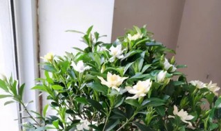 栀子花什么时候开花一年开几次 栀子花什么时候开花一年开几次啊