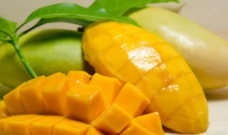 什么时候芒果成熟季节 芒果成熟季节是几月份