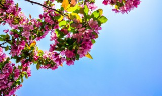 毛灯笼花开花时能施肥吗 灯笼花需要施什么肥