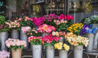 百日草花种子什么时候播种 百日草花种子什么时候播种视频