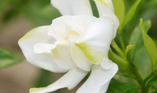 栀子花什么时候开花爱问知识人（栀子花大概什么时候开花）