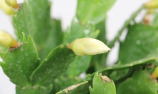 蟹爪兰开花时能施肥吗 蟹爪兰开花后能施肥吗