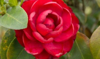 茶花开花期间能施肥吗（茶花开花期间能施肥吗?）