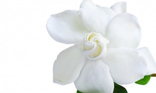 栀子花开花期间能喷水吗 栀子花能不能喷水