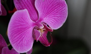 蝴蝶兰开花时能施肥吗 请教一下蝴蝶兰开花期间用不用施肥