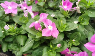 长春花适合室内养吗（长春适合养什么花）