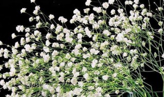 满天星种子需要泡水吗（满天星种子要用温水泡吗）