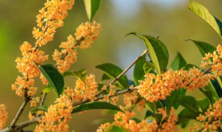 桂花什么时候开花季节 桂花在什么季节开花,什么时间开放?